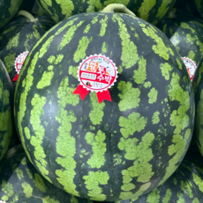 [당일출고] 새벽경매 12브릭스 고당도 수박, 1박스, 수박 5KG~6KG