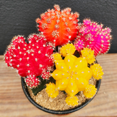 [다봉스] 미니 비모란 선인장 4개 합식 접목선인장 다육식물 1개