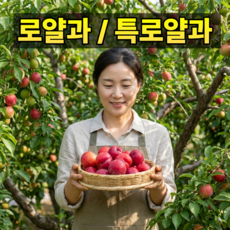 [100박스한정초특가] 초고당도 제철 자두 실중량, 1박스, 자두 2kg 특로얄과