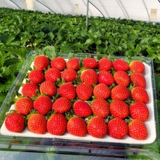 최상급 산지직송 설향딸기, 1개, 중 700g(20~35과)