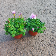 폼폼사랑초2개묶음