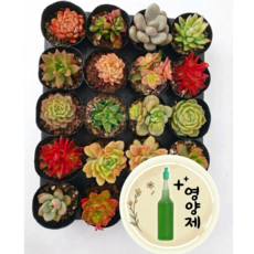 언제나봄 다육식물 세트 실내공기정화 이름표 작업까지, 다육식물 작은거 10종류 랜덤발송, 1세트