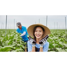 [디어브릭스] 4차완판! 국내산 당일수확 산지직송 못난이 가성비 실속형 햇 가지 못생겨도 맛있는 상품 항산화 안토시아닌, 1개, [실속득템] 못난이 가성비 가지 10kg (상품)