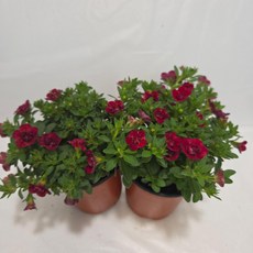 칼리브라코아 겹꽃 빨강 1+1 한세트 안녕두구동