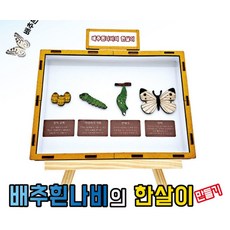 배추흰나비의 한살이 만들기학습용 브로마이드 제공, 단품