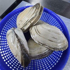 국내산 우럭조개 500g(6미 내외), 1개, 500g