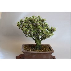 小樹安每 千壽丸黑松 盆栽 黑松盆景 居家綠植 淨化空氣