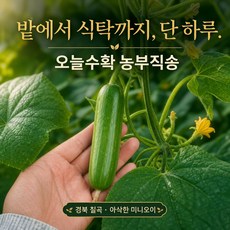 아삭한 미니오이 아삭아삭한 미니오이 다이어트에 좋은오이, 1kg, 1박스
