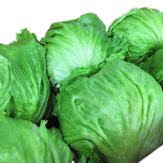 [산지직송] 꿀비마켓 국내산 양상추 6통 12통 벌크 식자재, 200g, 6개