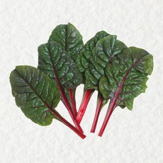 쉐프의정원 농장에서 바로 적근대 1kg 2kg