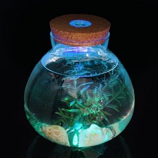 마리모 키우기 LED 유리병 반려식물 테라리움, 없음
