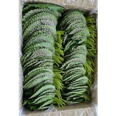 [싱싱채소] 국내산 싱싱한 밀양 깻잎 500g 산지직송, 1개