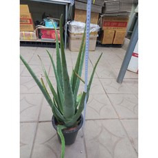 알로에 (대품), 1개