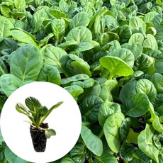 새마을총각 비타민채모종 다채모종, 2개