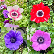 아네모네 2개 봄꽃 모종