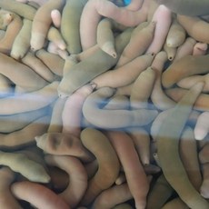 국내산 횟감용 활 손질 참개불 10미, 중