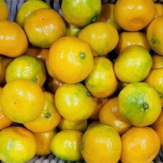 제주 타이벡 감귤 5kg 중과