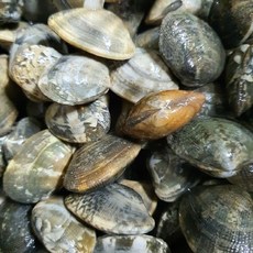 연안부두 조개모음 바지락 백상합 대합 모시 키조개 생물 산지직송, 1개, 백상합 1kg