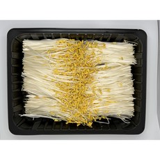 [새아누리] 메밀순, 노랑, 1개