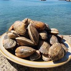 제철 통영 다이버 왕바지락 1kg, 없음, 1개