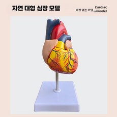 심장 모형 해부학 인체 해부 교육용 모델 심혈관 대형 학교, 1개, 대형 심장 - 무표시