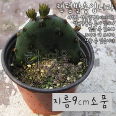 천년초 (노지월동 손바닥선인장 부채선인장) 지름 9cm 소품화분 (상토와 마사만 사용), 1개, 상세페이지 참조