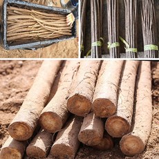 산지직송 우엉차 반찬 안동 우엉, 1박스, 알뜰실속 2kg