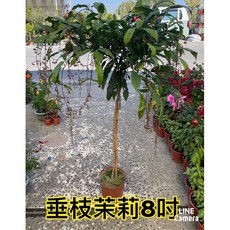 霏霏園藝 垂枝茉莉 8吋盆 高度120公分, 1個