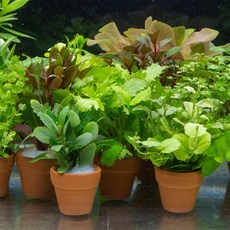 파라곤 아쿠아 키우기쉬운초보 미니 포트수초세트 구피어항 자연생화 음성활착 수초세트, 13번 미즈히와 포트 수초, 1개