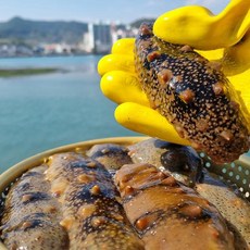 천광수산 통영 자연산 해삼500g(3~7미내외), 1개, 단품
