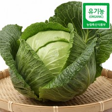인증받은 국내산 친환경 유기농 양배추, 3kg, 1개