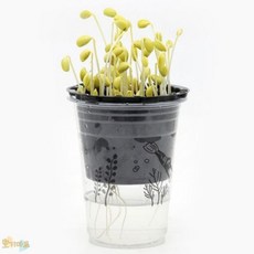 호기마트 한컵 콩나물 식물관찰