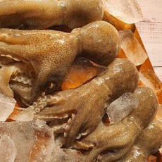 활 알배기 쭈꾸미 주꾸미 산지직송, 1박스, 활 쭈꾸미 3kg (30미 내외)