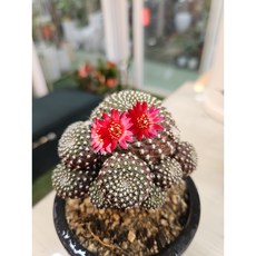 팅커벨 레드파이6년생