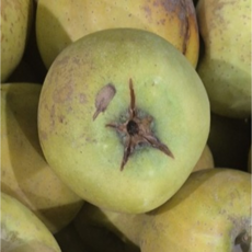 [직판특별가]농부의선택 못난이 과육꽉찬 자연당도 시나노골드사과, 1박스, 3kg