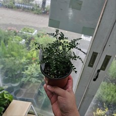 에이피팩토리 산초 야생화 소품 반려식물, 1개