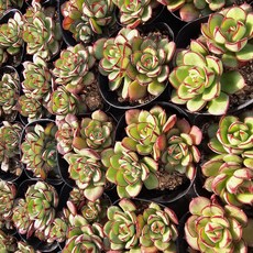 조안다니엘(소) 다육식물 선인장, 1개