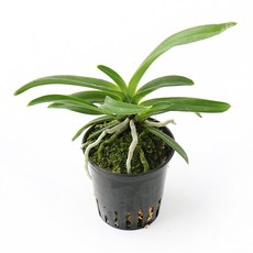 갑조네 풍란 소엽, 1개