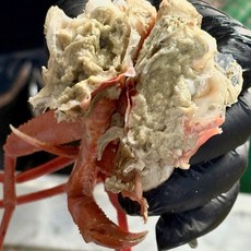 가격압살 연지홍게 자숙 3kg 홍게 국내산, 1박스, 가성비 맛보기 연지홍게 B급 3kg