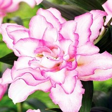 [큐가든] 백합 구근 로즈릴리 아누스카 2개 유럽 직수입 겹백합 특선