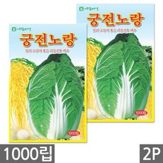 세인화분 궁전 노랑 가을 배추 소포장 - 김장배추 씨 씨앗, 2개