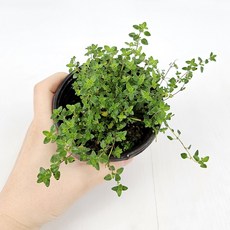 아비가든 허브 민트 6종, 2개, 4.레몬타임 1+1