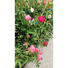 霏霏園藝 露絲塔玫瑰 爬藤品種 四季開花 4吋盆栽, 4吋特價100元, 1個