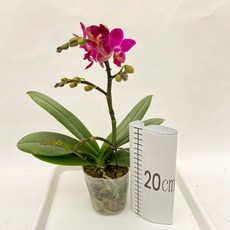미니호접란 레드플럼 외대 흔하지않은 서양란 무배행사 다이노플라워, 1개
