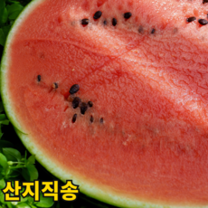 25년겨울첫출고] 과즙MAX 수박 하우스수박 겨울수박, 1개, 정품 5-6kg
