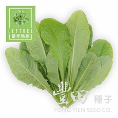 【野菜部屋~】B55 喜樹改良白霧萵苣種子 耐熱 耐溼 口感食味性佳, 1包
