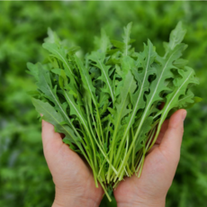 다정한농장 직송 와일드 루꼴라 파스타 피자 샐러드, 250g, 1개