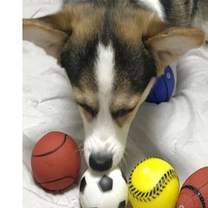 별구나라 강아지 애견 장난감 공 볼 5종세트 강아지장난감