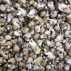WISHPICK 자연산 활 백골뱅이 중 1kg 흑골뱅이