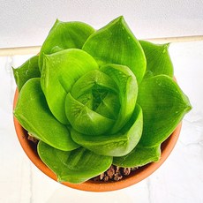 매력있는 라이프티그라 농장직송 산아래 다육이 생명력최고 키우기쉬운 공기정화 전자파차단 하월시아 다육식물 선인장, 1개, 럭셔리